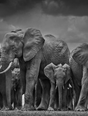 David Yarrow Photography 9780847864775