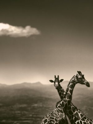 Last of Their Kind 9783961712793