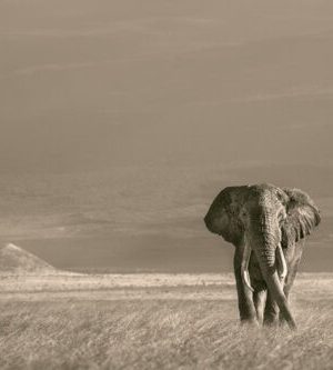 Last of Their Kind 9783961712793