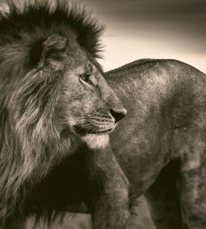 Last of Their Kind 9783961712793