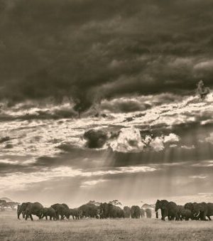 Last of Their Kind 9783961712793