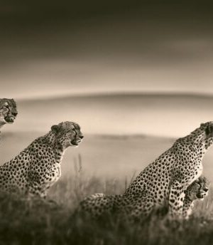 Last of Their Kind 9783961712793