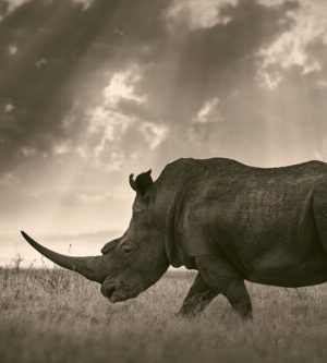 Last of Their Kind 9783961712793