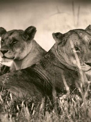 Last of Their Kind 9783961712793